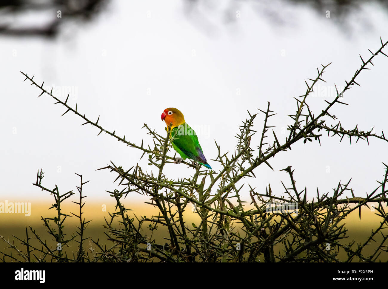 The Fisher's Lovebird is really lovely.  A very small bird generally flies as a group.  They are watchful and fly away quickly. Stock Photo
