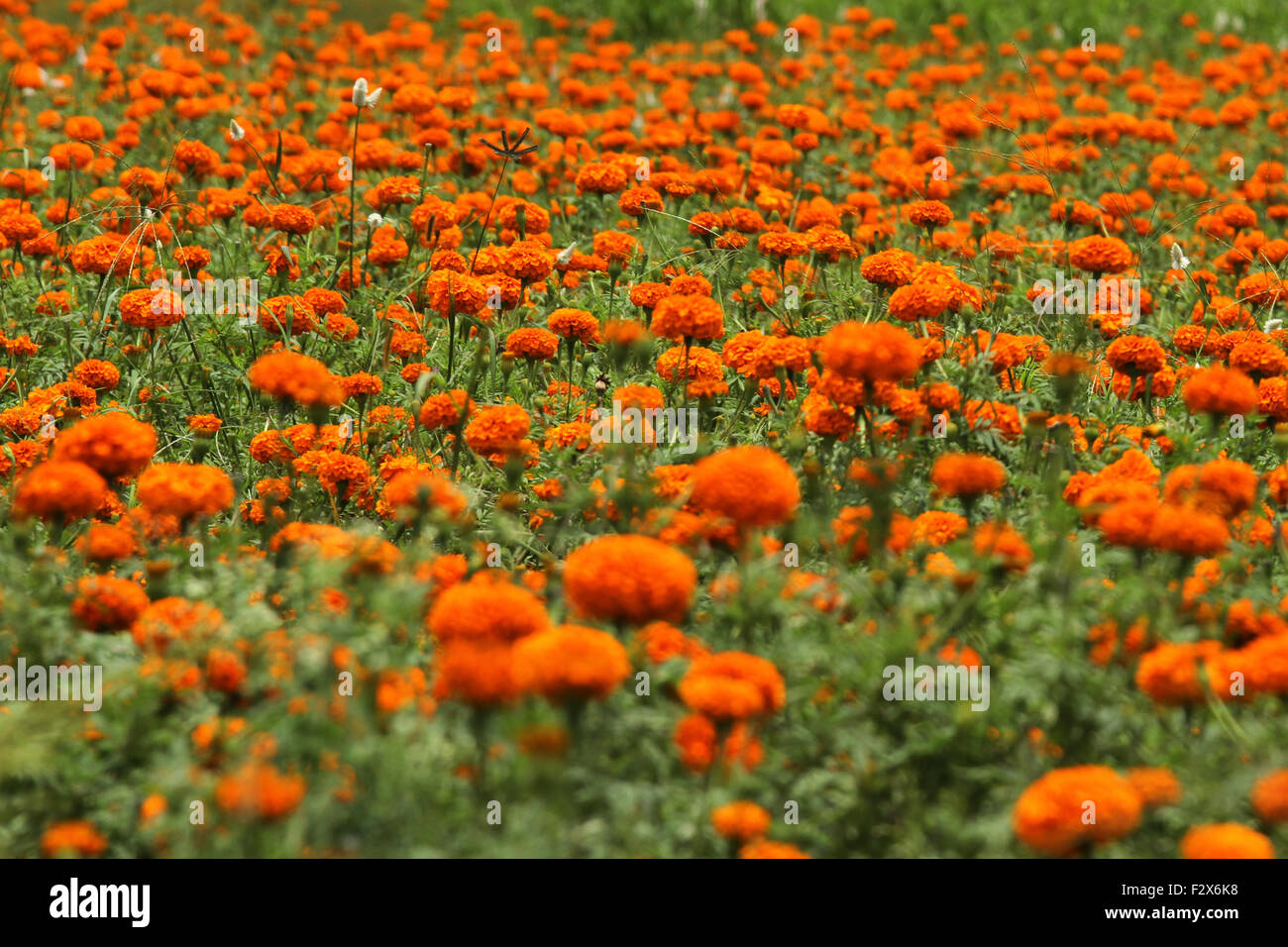 Orange pot marigold (Calendula officinalis) field Stock Photo