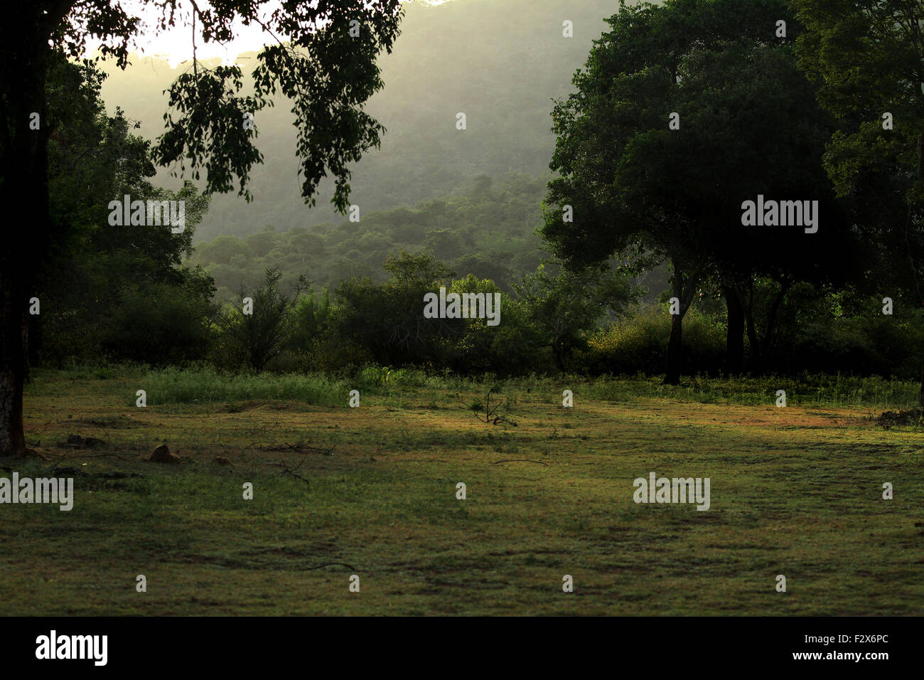 Misty morning in Green forest Stock Photo - Alamy
