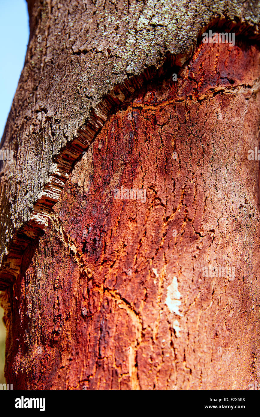 Castellon alcornocal in Sierra Espadan cork tree forest in Valencian ...