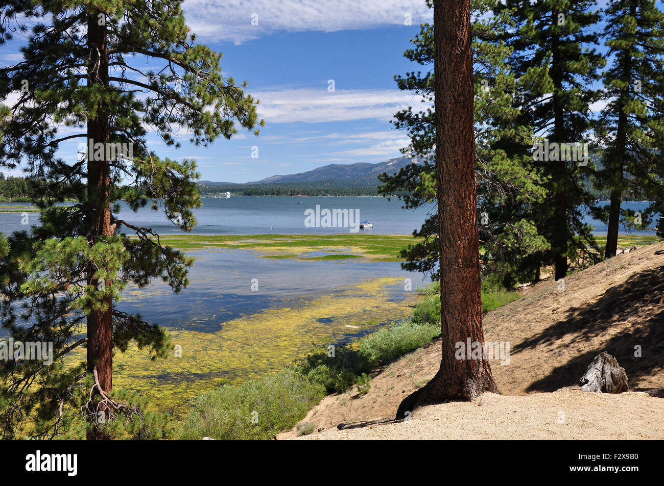Pine trees frame this view of Big Bear Lake in southern California