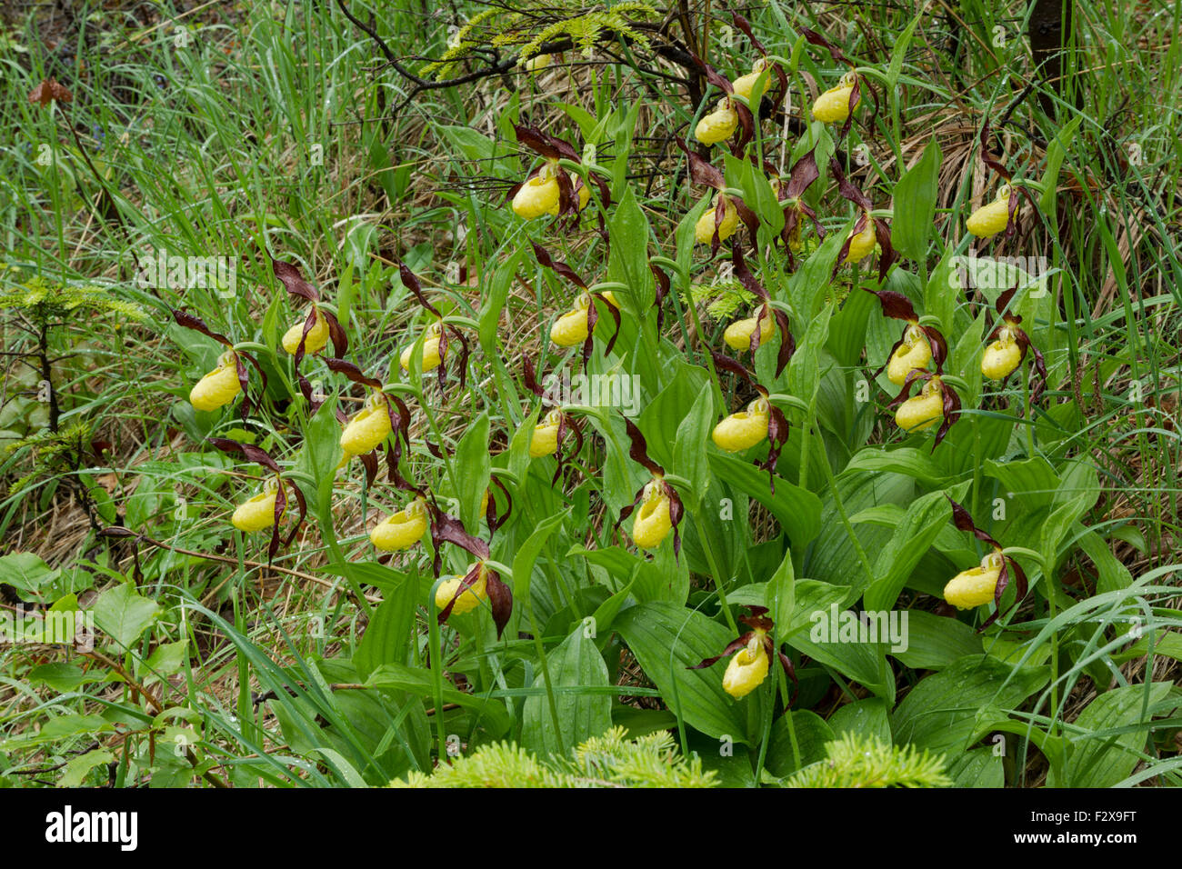 Lady's slipper orchid, Latin name Cypripedium calceolus, yellow, growing in a large group covered in raindrops Stock Photo