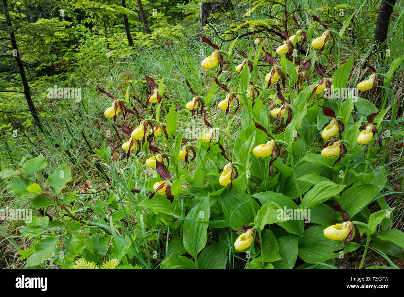 Lady's slipper orchid, Latin name Cypripedium calceolus, yellow, growing in a large group covered in raindrops Stock Photo