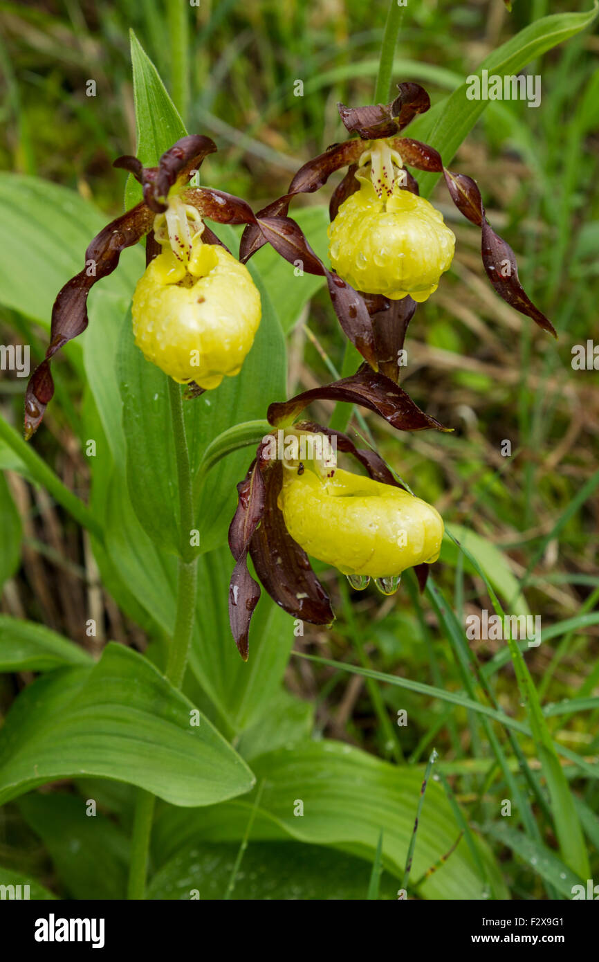 Lady's slipper orchid, Latin name Cypripedium calceolus, yellow, group of three, covered in raindrops Stock Photo
