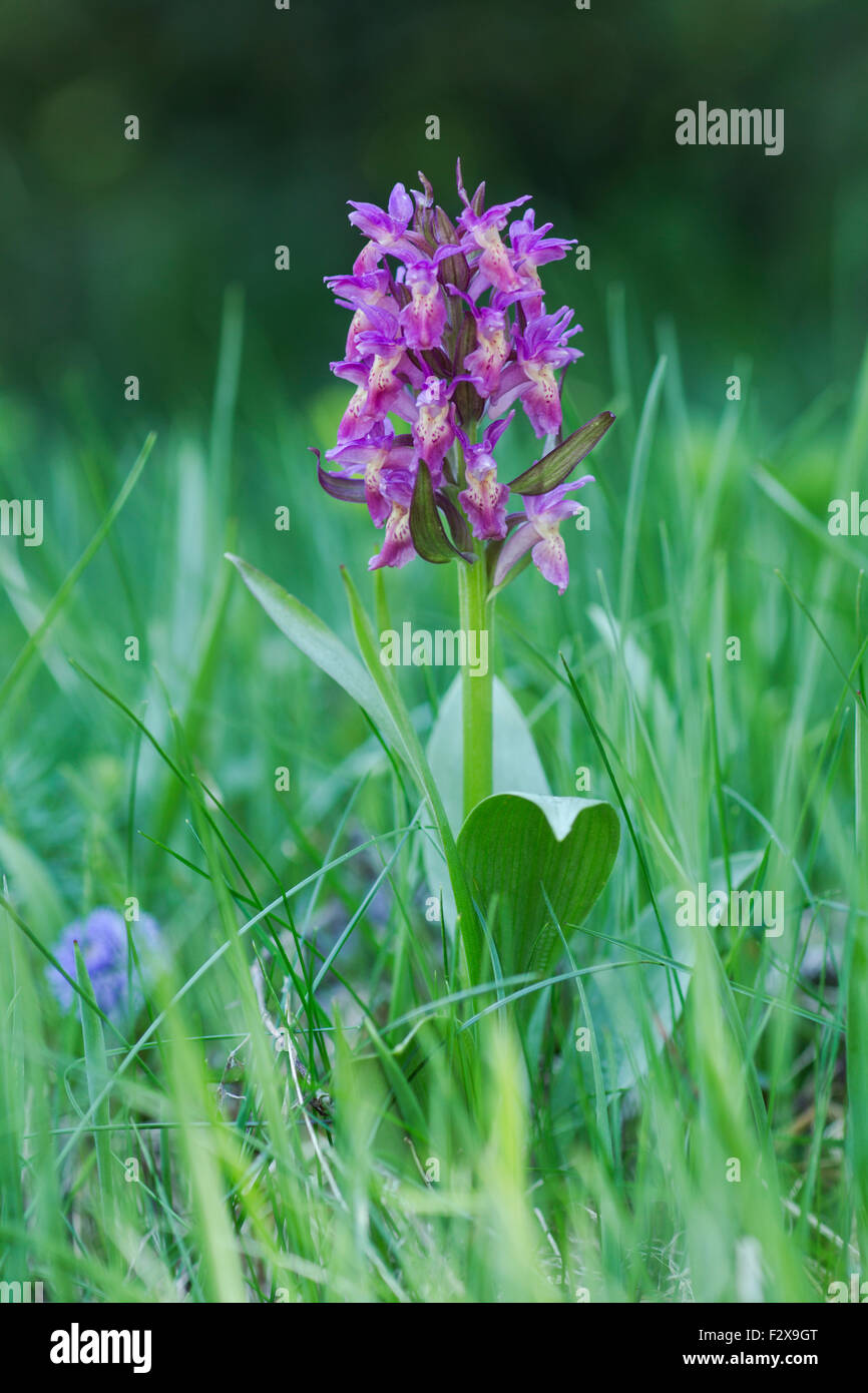 western marsh orchid, Latin name Dactylorhiza majalis, also known as broad-leaved marsh orchid, fan orchid, common marsh orchid Stock Photo