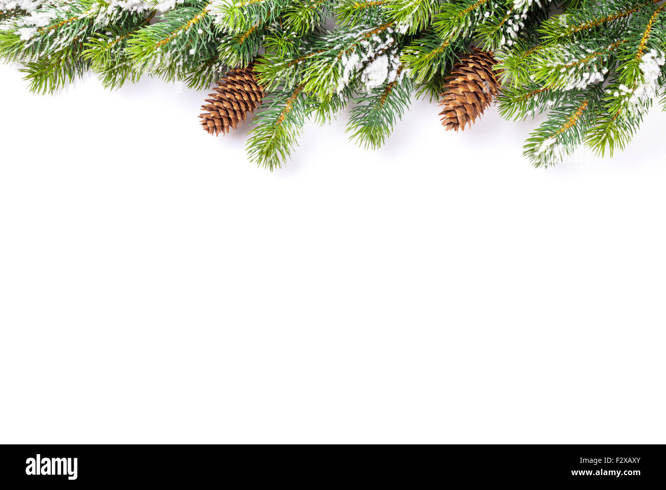 Branch pine tree cones snow hi-res stock photography and images - Alamy