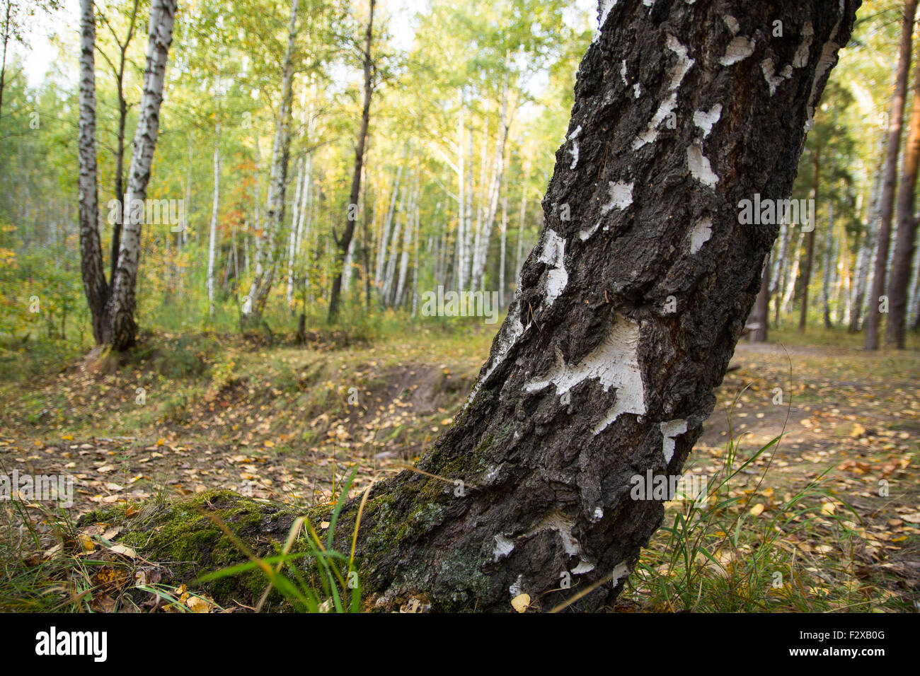 Birch pine forest hi-res stock photography and images - Alamy