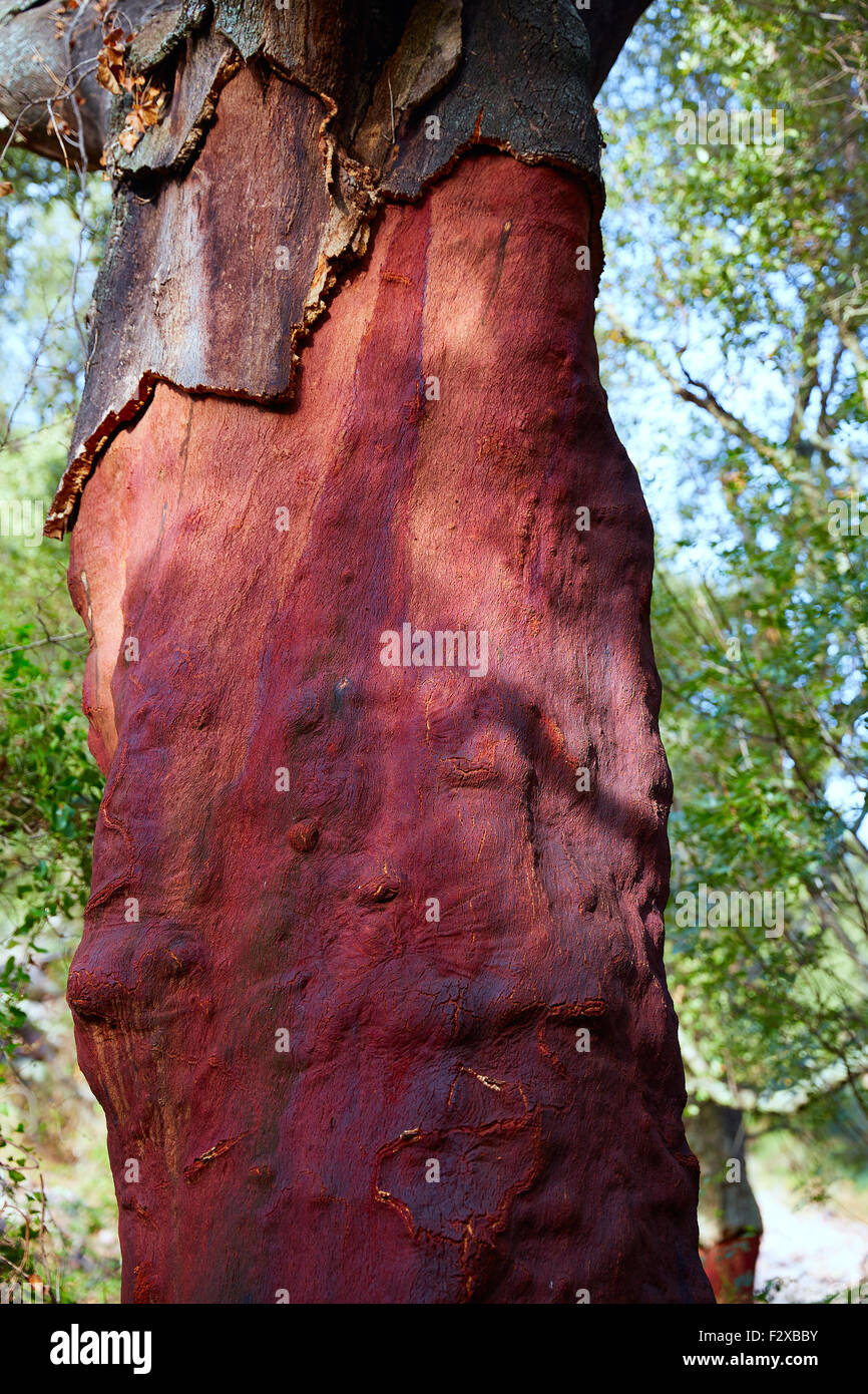 Castellon alcornocal in Sierra Espadan cork tree forest in Valencian ...