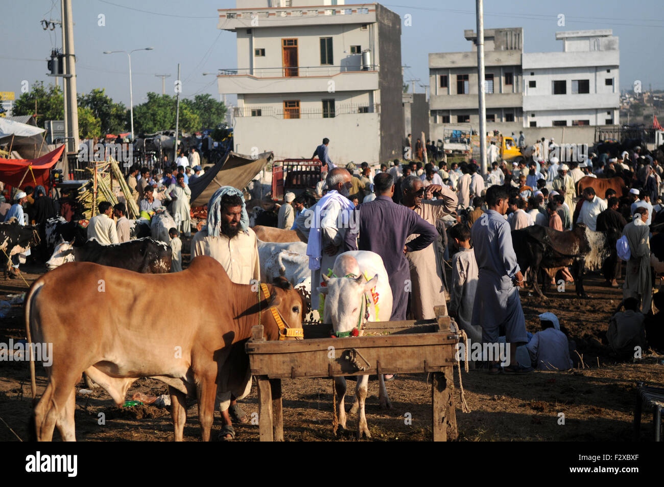 Slaughtering Animals Stock Photos & Slaughtering Animals Slaughtering Animals Stock Photos & Slaughtering Animals