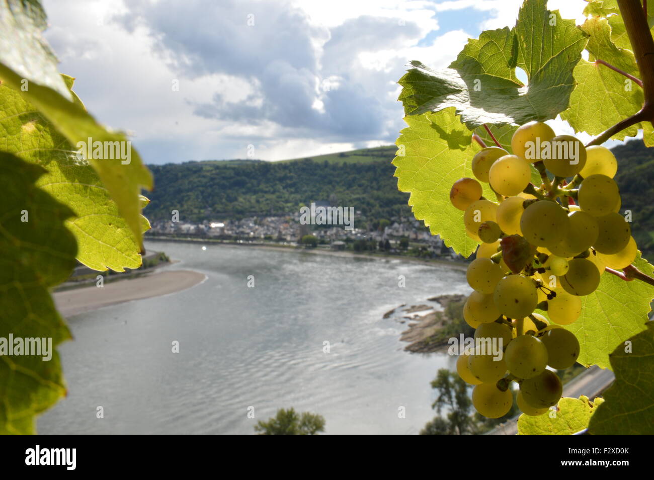 Bacharach, Germany September 19, 2015 Wine grapes with river rhine