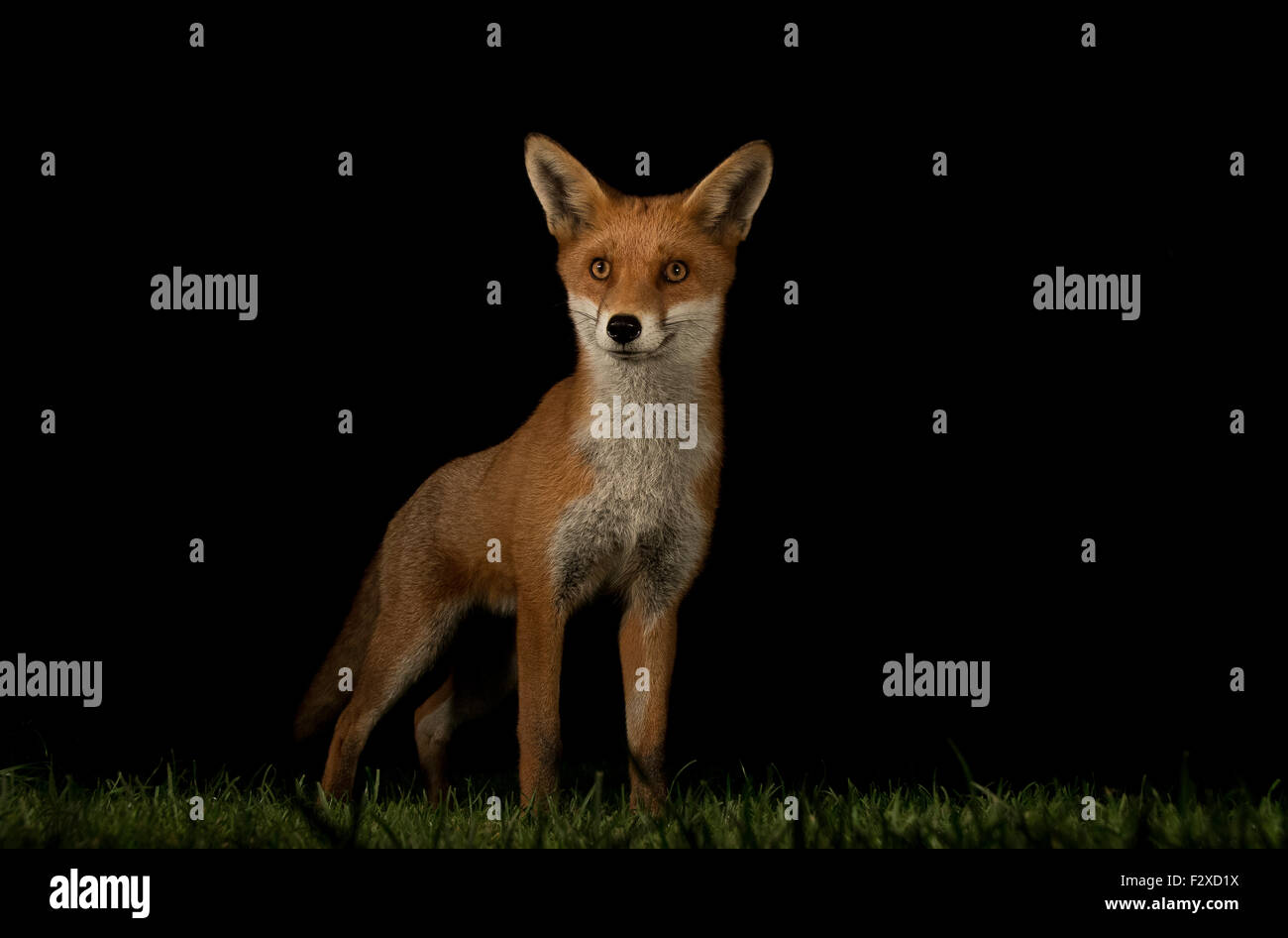 Red fox low profile shot Stock Photo