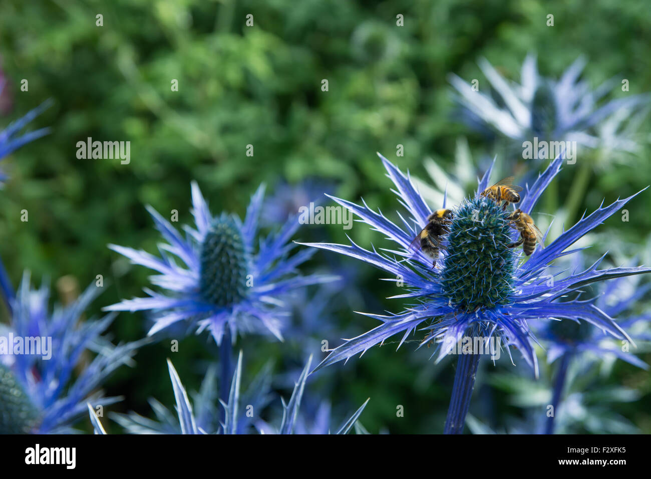 Blue Eryngium Sea Holly Stock Photo Alamy