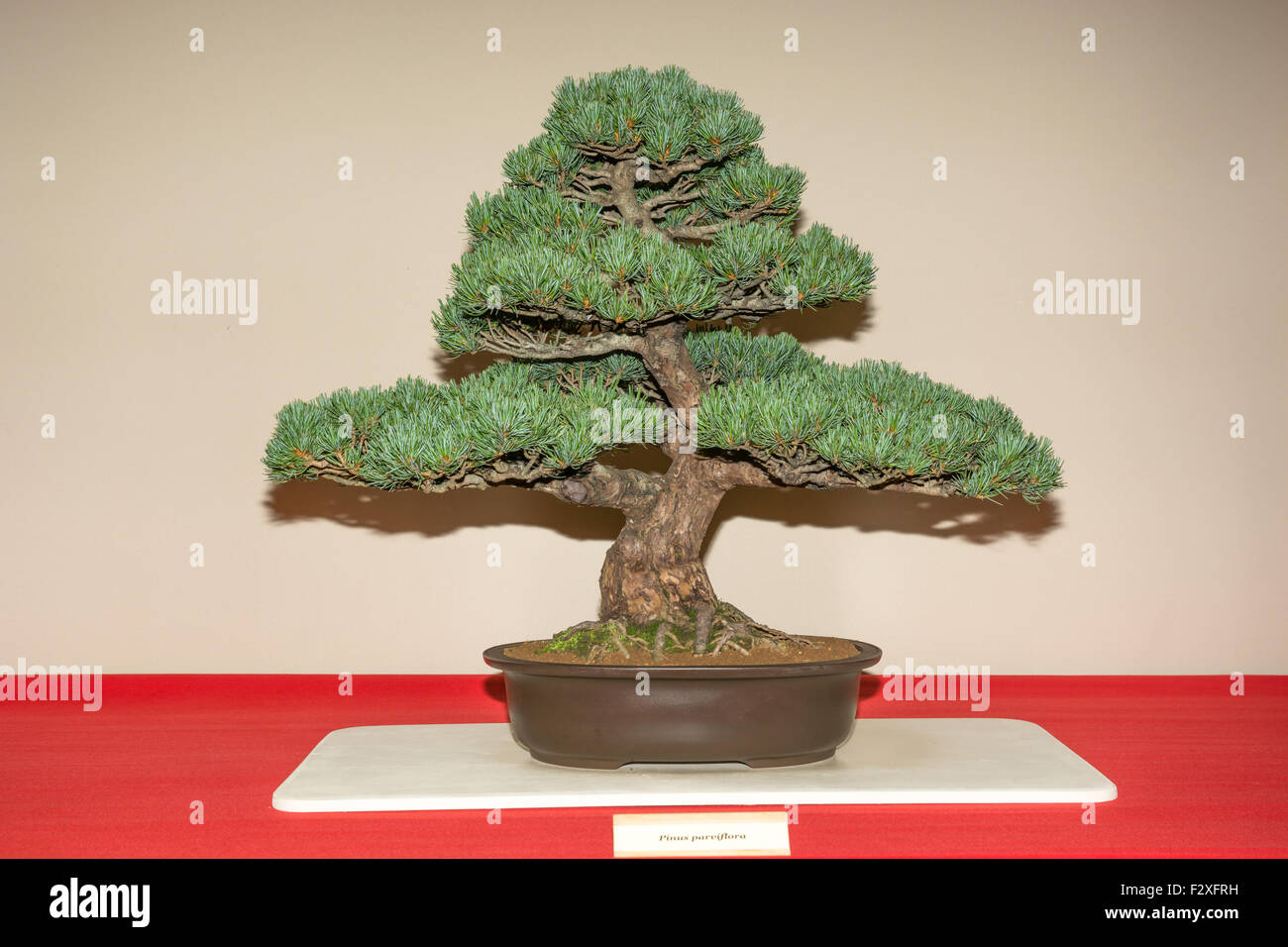 Pinus parviflora Bonsai Stock Photo