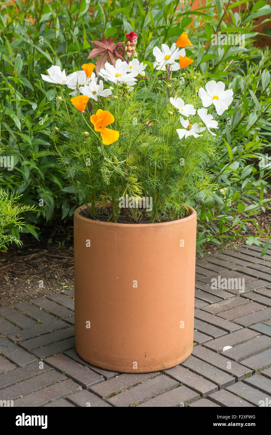Cosmos plant pot hi-res stock photography and images - Alamy