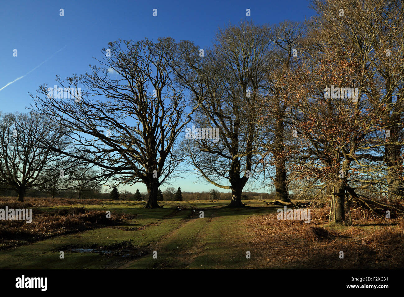 Winter trees in Deer Park, Mersham le Hatch, Brabourne Lees, Ashford