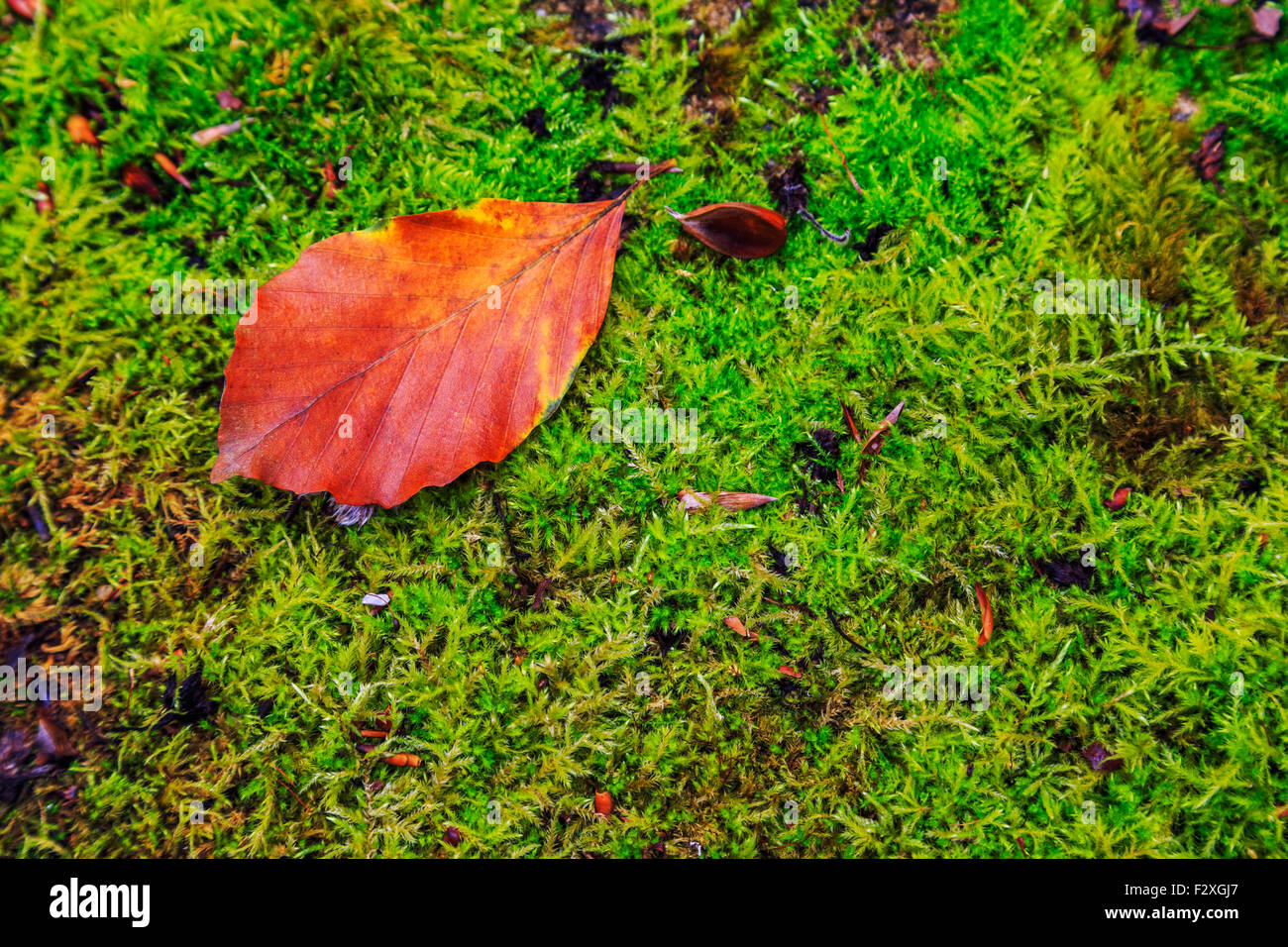 Autumn leaves, very shallow focus Stock Photo