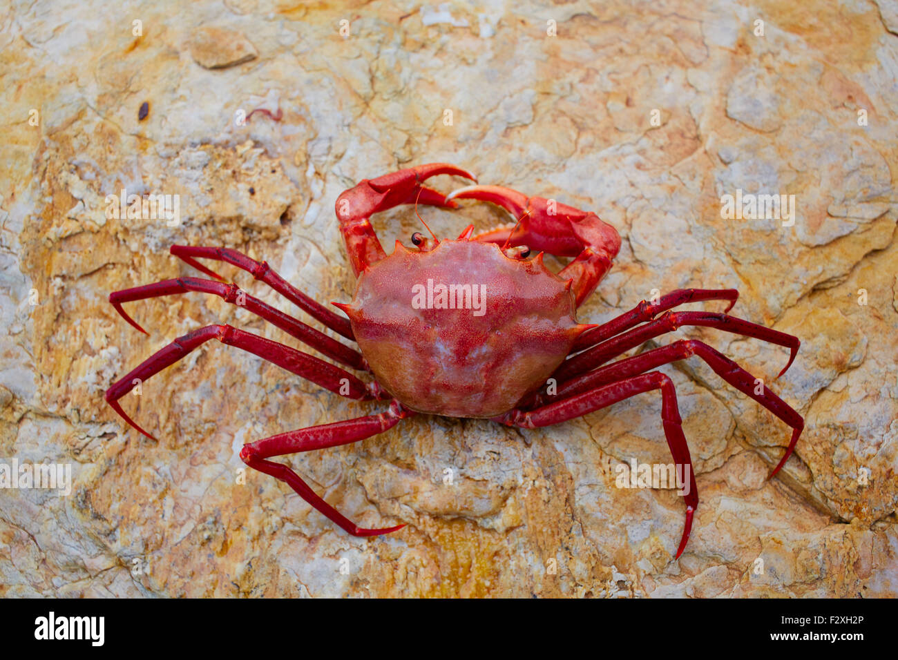 Geryon longipes is a Mediterranean crab red color Stock Photo