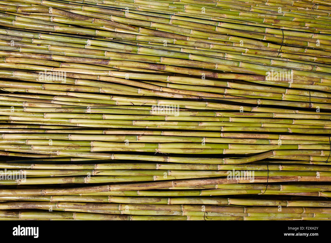 River green cane harvest texture pattern background in Valencia Parc de Turia of Spain Stock Photo