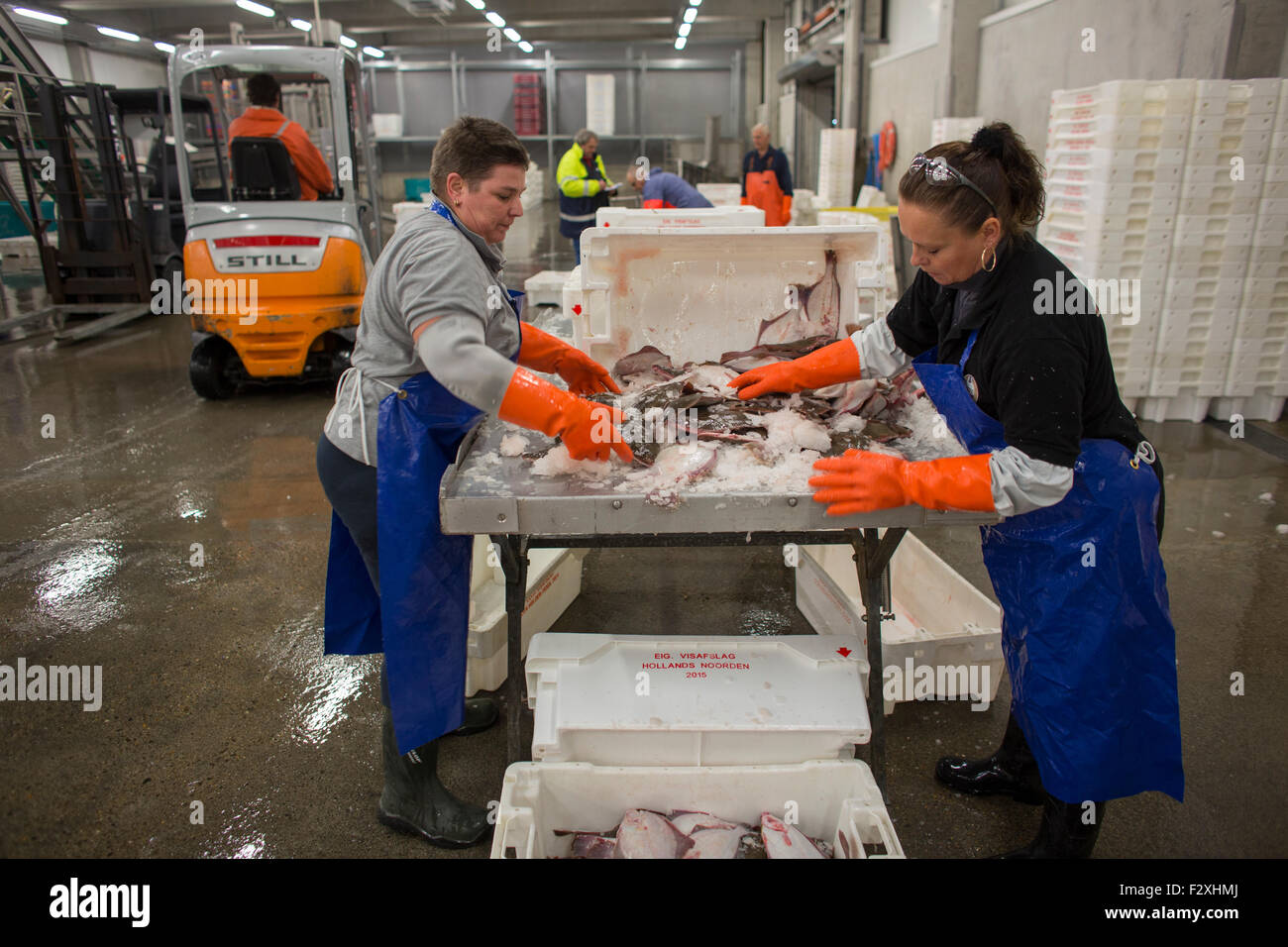 fish processing in the Dutch fish auction in Den Helder Stock Photo