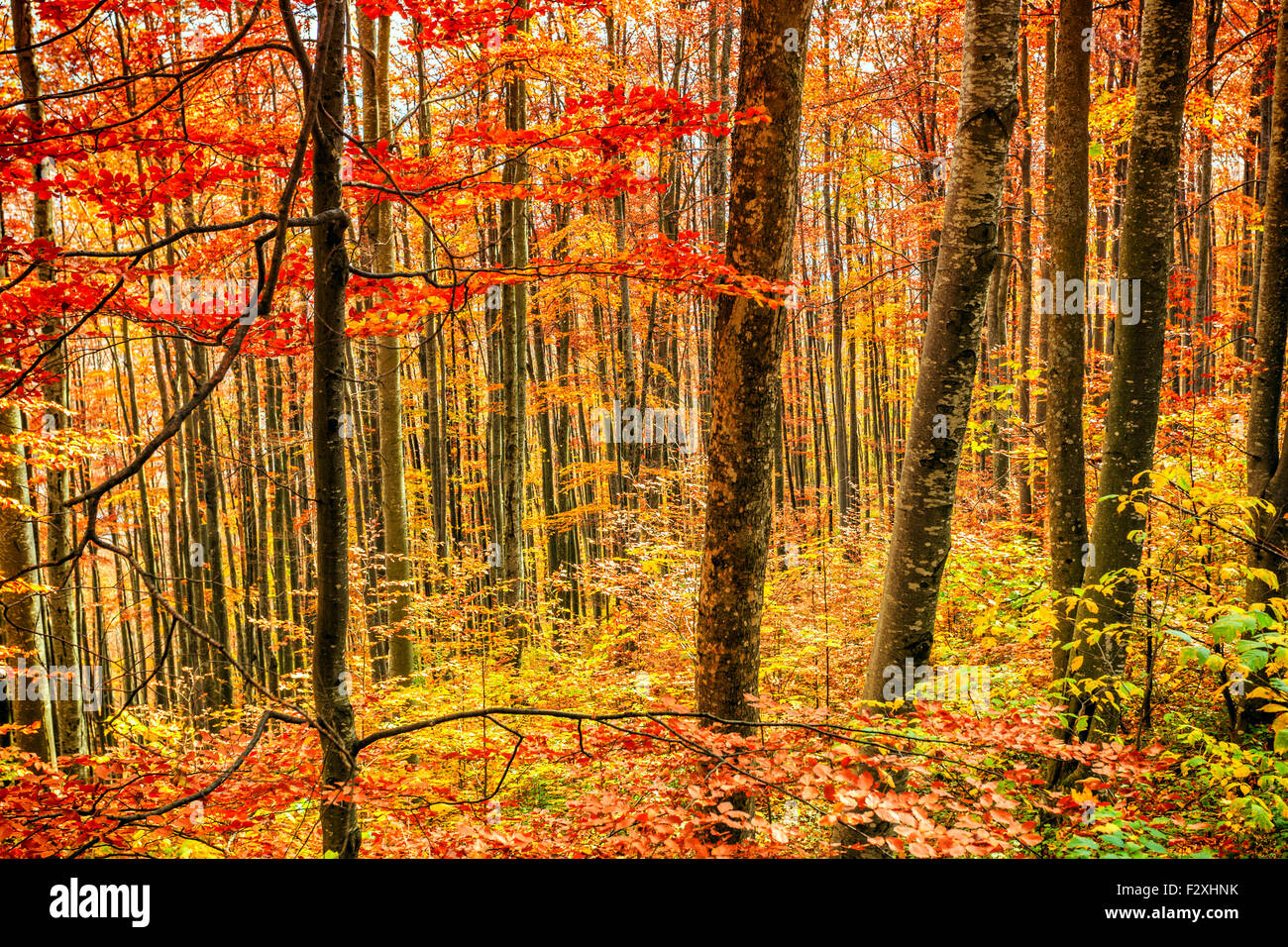 Autumn Trees and Leaves in Transylvania-Romania Stock Photo