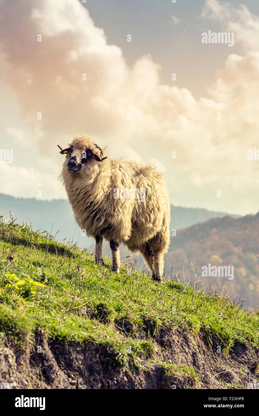 Farm animals: sheep grazing on a lovely green pasture Stock Photo