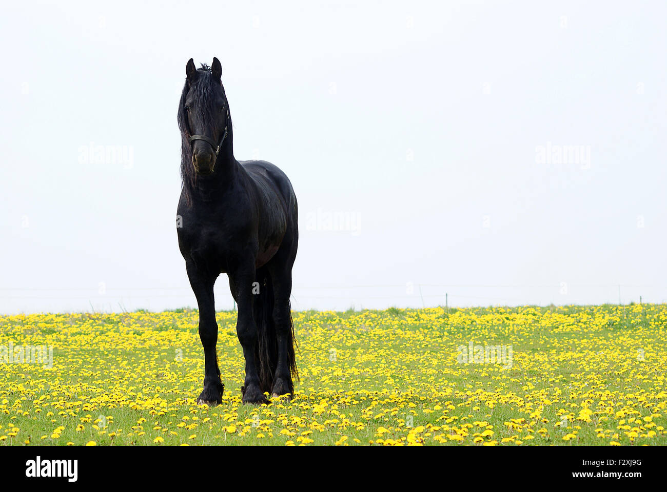 Black arab stallion Stock Photo