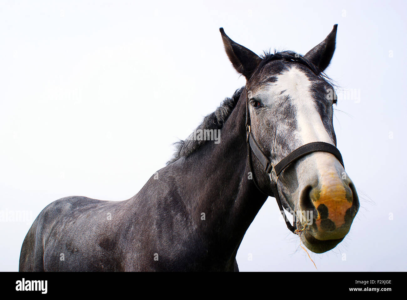 Head shot of a stallion Stock Photo