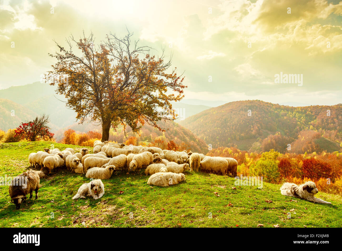 Bible scene. Sheep under the tree and dramatic sky in autumn landscape
