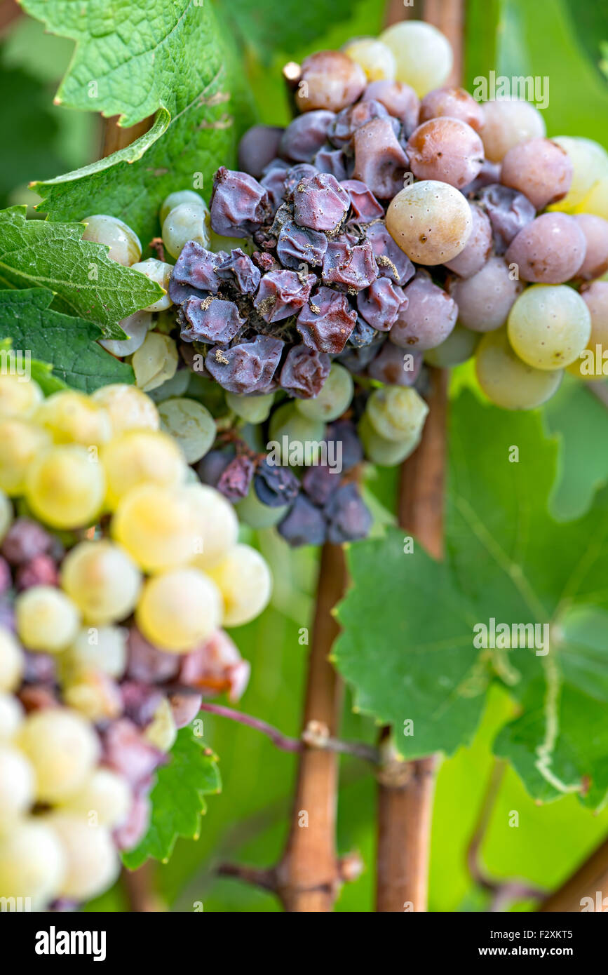 Noble rot of a wine grape, botrytised grapes Stock Photo