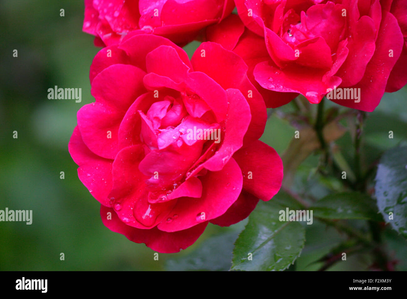 Rosa Rosen High Resolution Stock Photography and Images - Alamy
