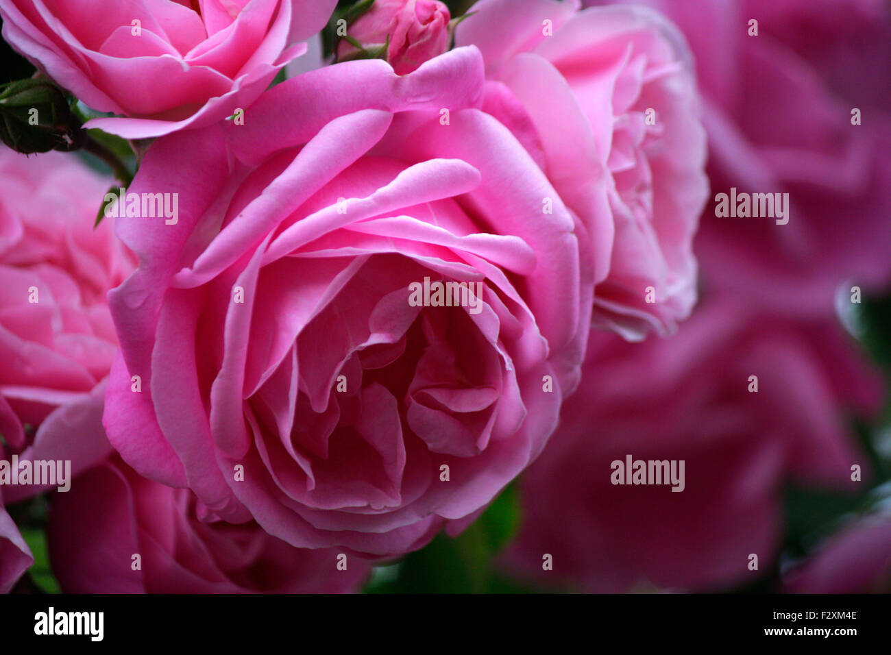 Page 2 - Rosa Rosen High Resolution Stock Photography and Images - Alamy
