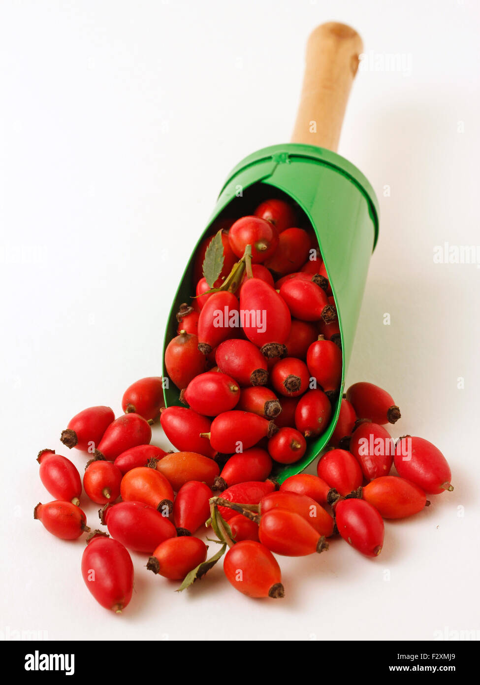 Dog rose hips. Rosa canina Stock Photo Alamy