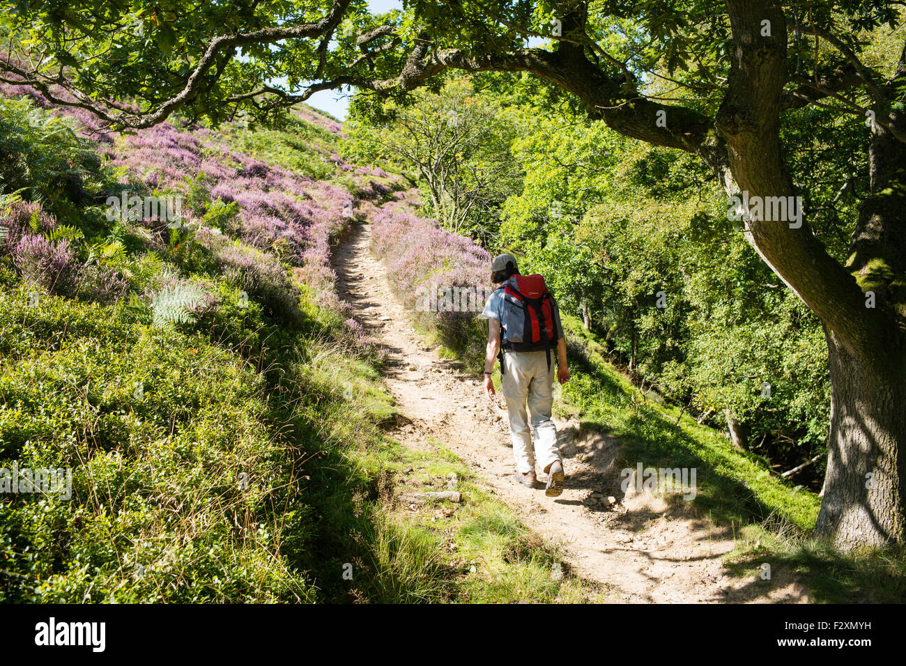 Walking up Dundale Griff, north of Levisham, on the Hole of Horcum walk, North York Moors, Yorkshire, England, UK Stock Photo