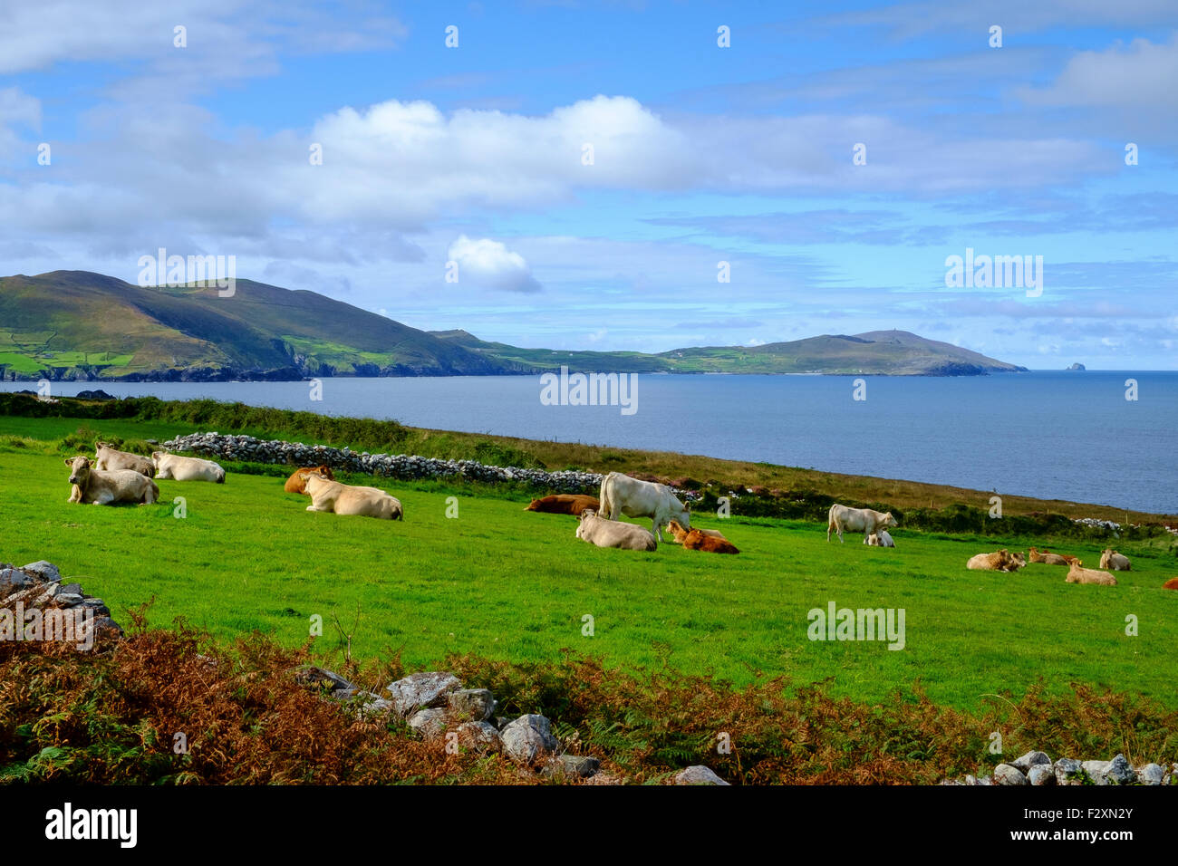 cows cattle field coast ireland irish landscape Stock Photo