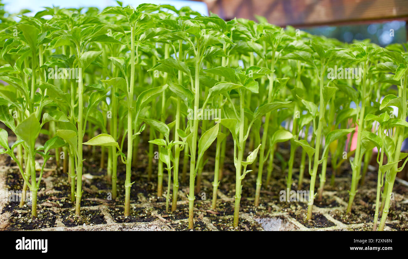 outbreaks sprouts in nursery of Solanaceae vegetables at Spain Stock Photo
