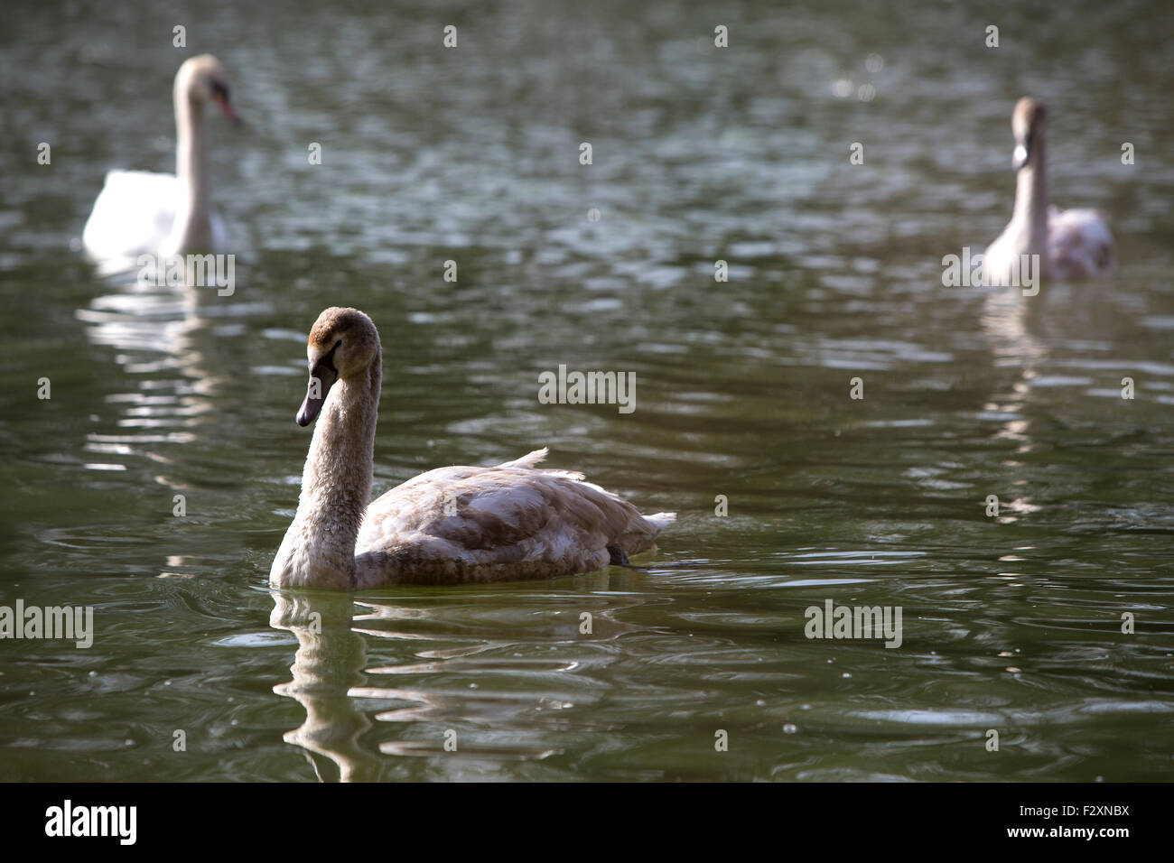 Group of white swans swim in the lake Stock Photo