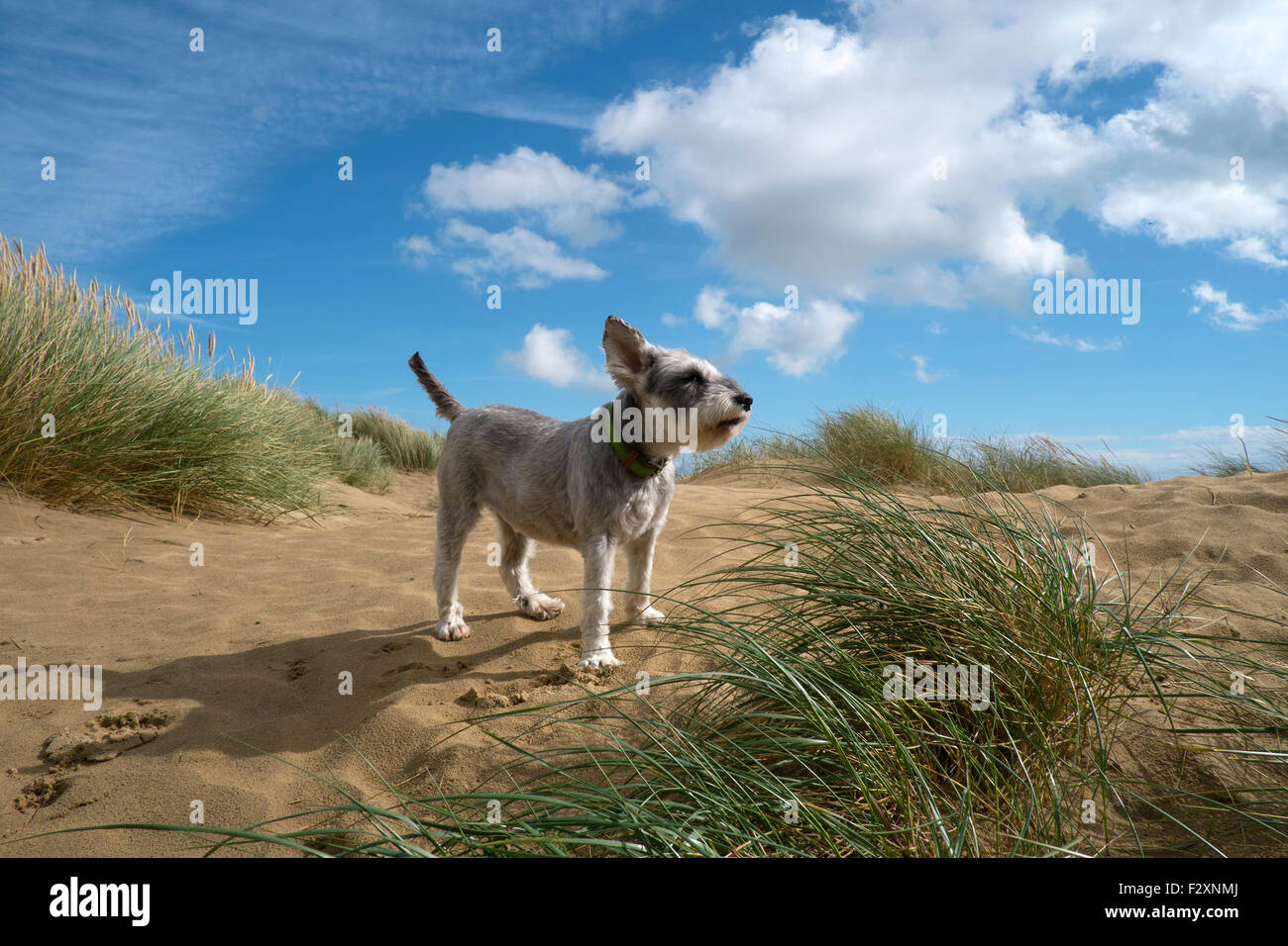 Miniature schnauzer dog on the dunes at Camber Sands, Rye, East Sussex, UK Stock Photo
