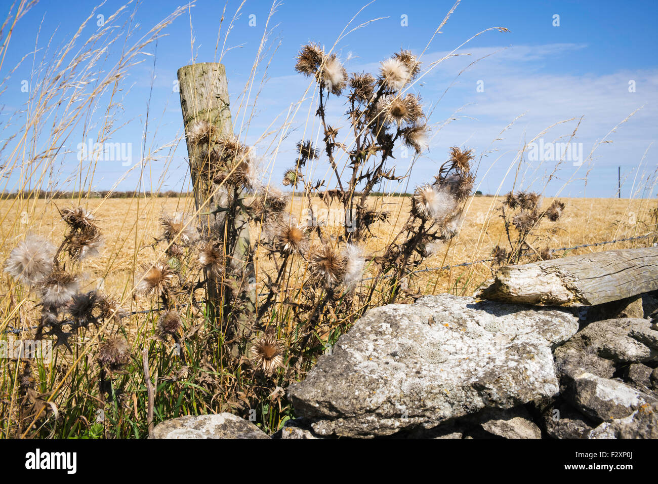 Natural beauty beside the footpath from Levisham to Keldgate Slack, North York Moors, Yorkshire, England, UK Stock Photo