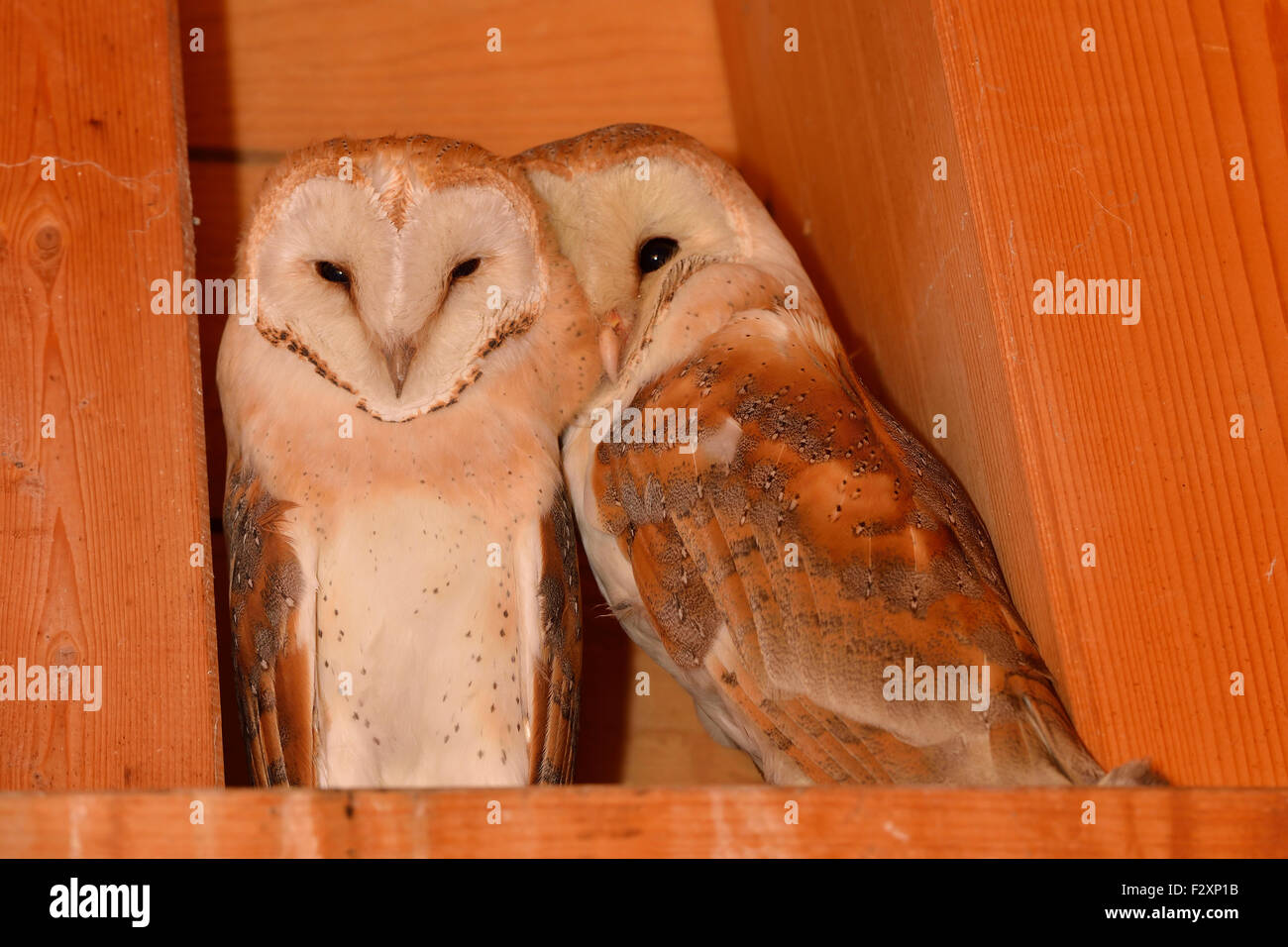 Two siblings of Barn Owls / Schleiereulen ( Tyto alba ) nestling with each other, sitting in wooden truss of a church. Stock Photo