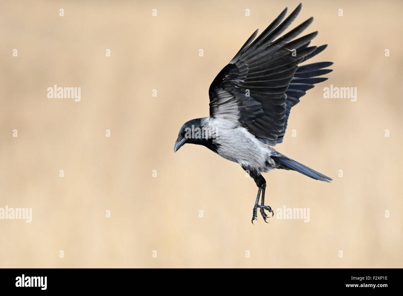 Hoodiecrow / Nebelkrähe ( Corvus cornix ) in flight with wide open wings in front of a beautiful clean reed-colored background. Stock Photo