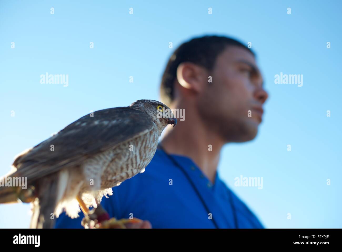 Falconer holding a barbary falcon at the annual Festival de L'epervier