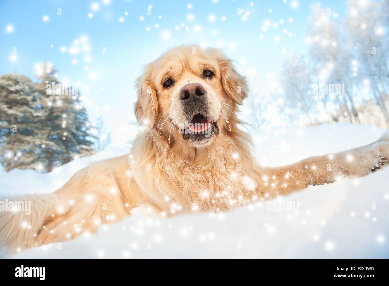 Lovely golden retriever playing in the snow Stock Photo - Alamy
