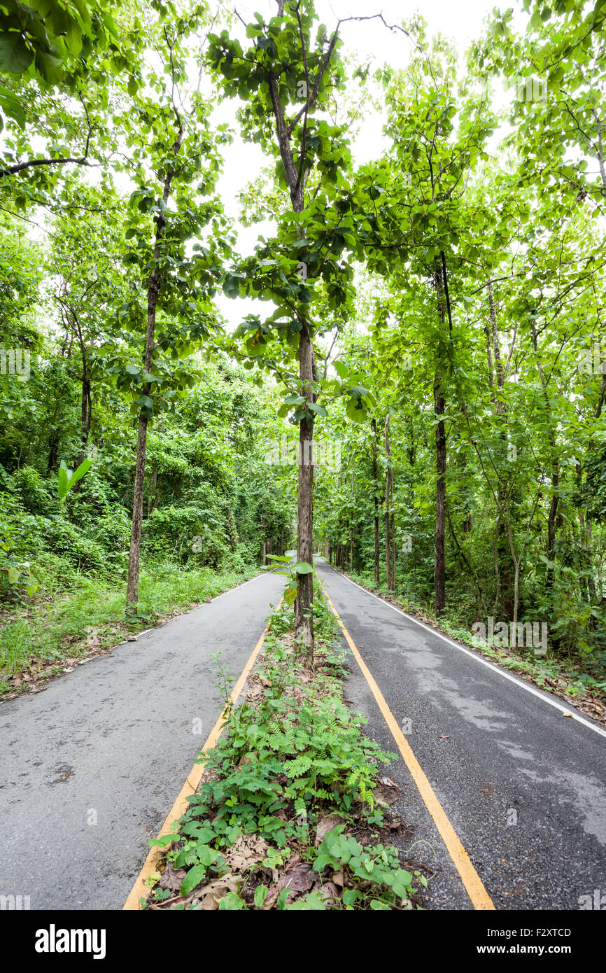 an road through the forest of Uthai Thani of Thailand Stock Photo