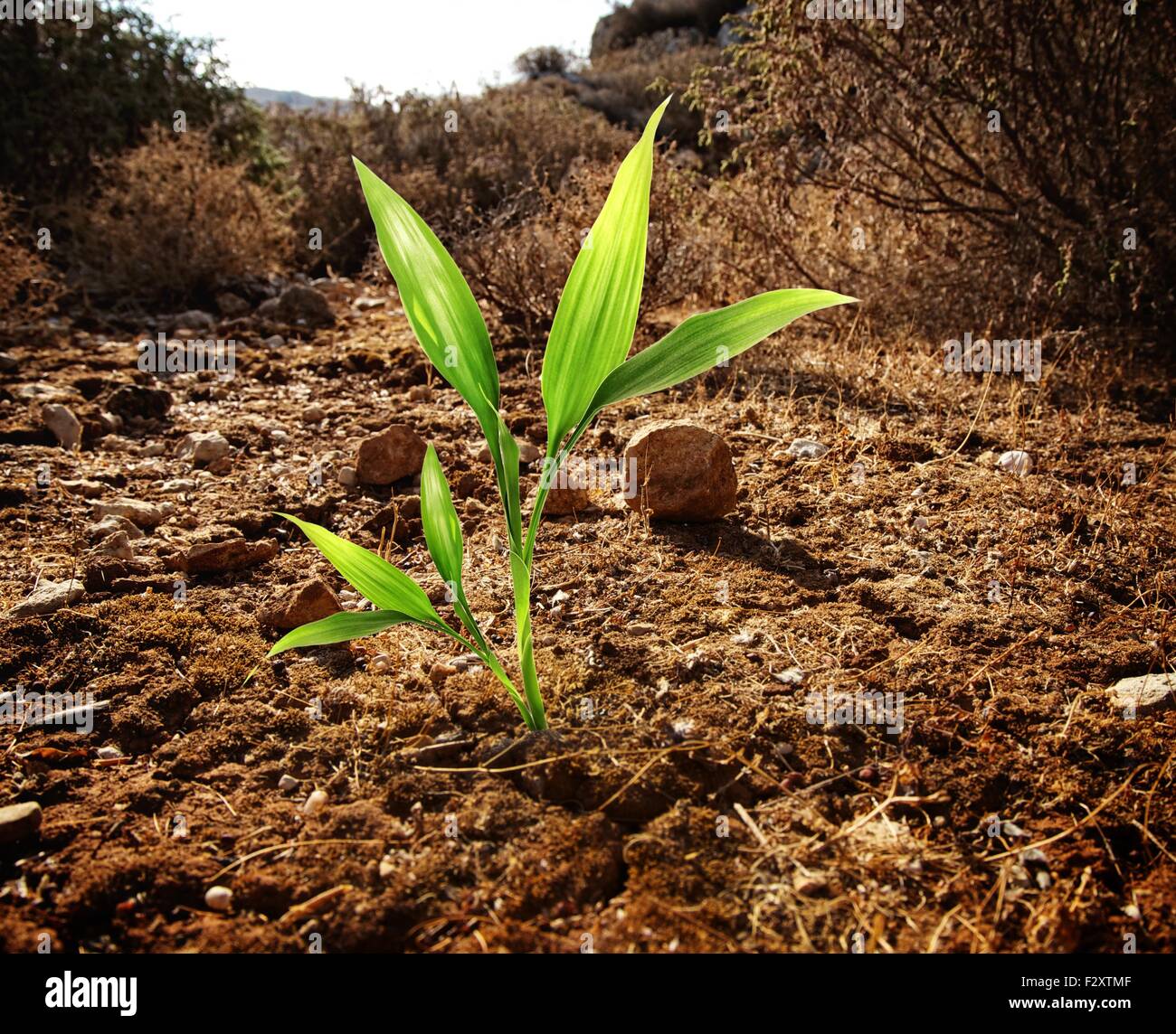 Green plant growing through dry soil Stock Photo Alamy