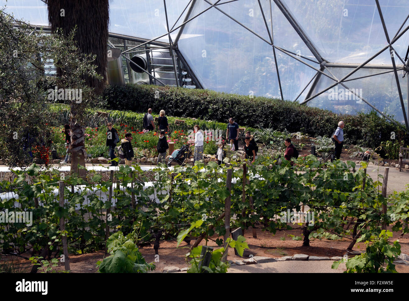 THE MEDITERRANEAN BIOME AT THE EDEN PROJECT. BODELVA CORNWALL UK. Stock Photo
