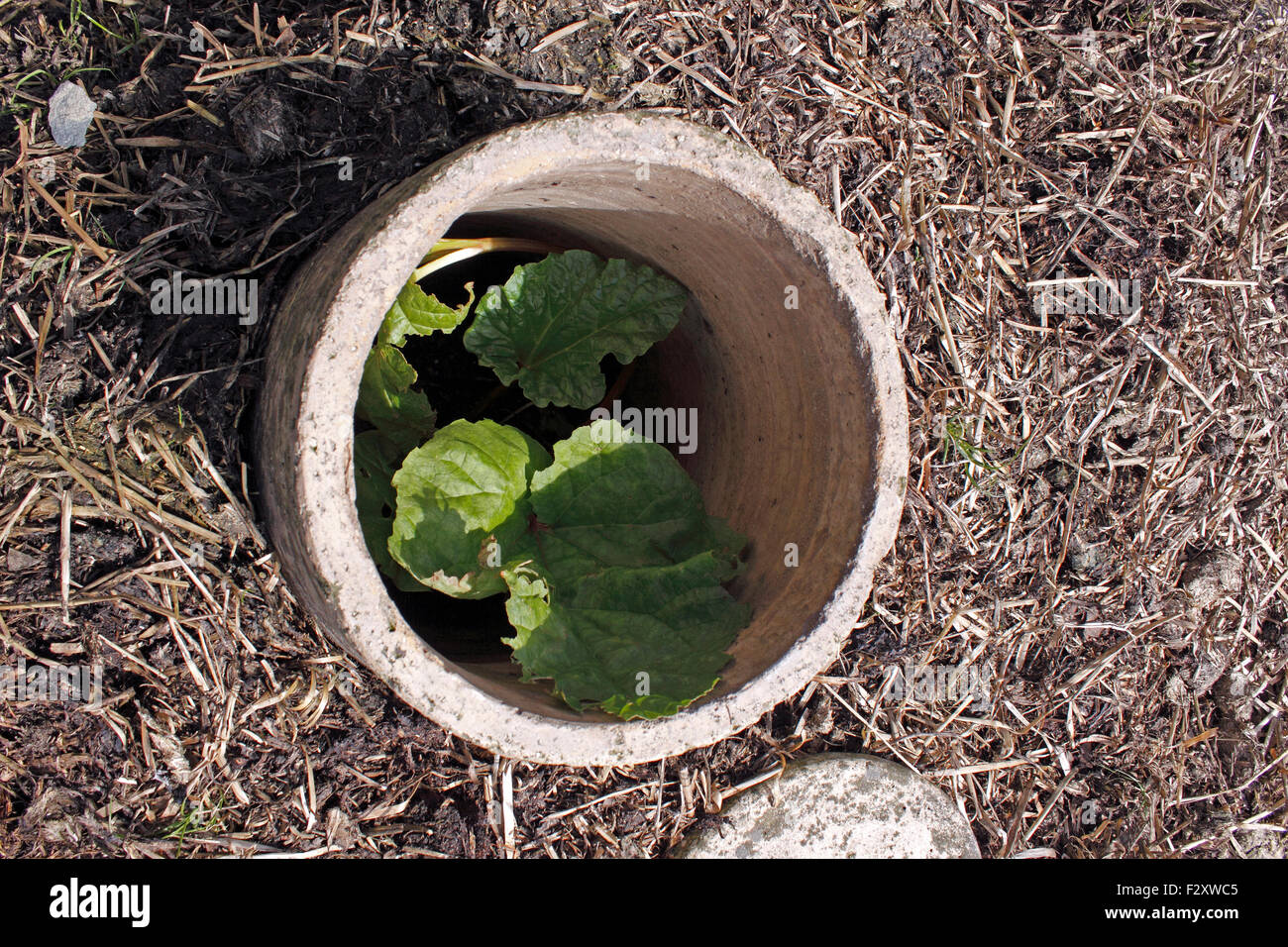 FORCING RHUBARB TIMPERLY EARLY IN A HOT BED. RHEUM CULTORUM. Stock Photo