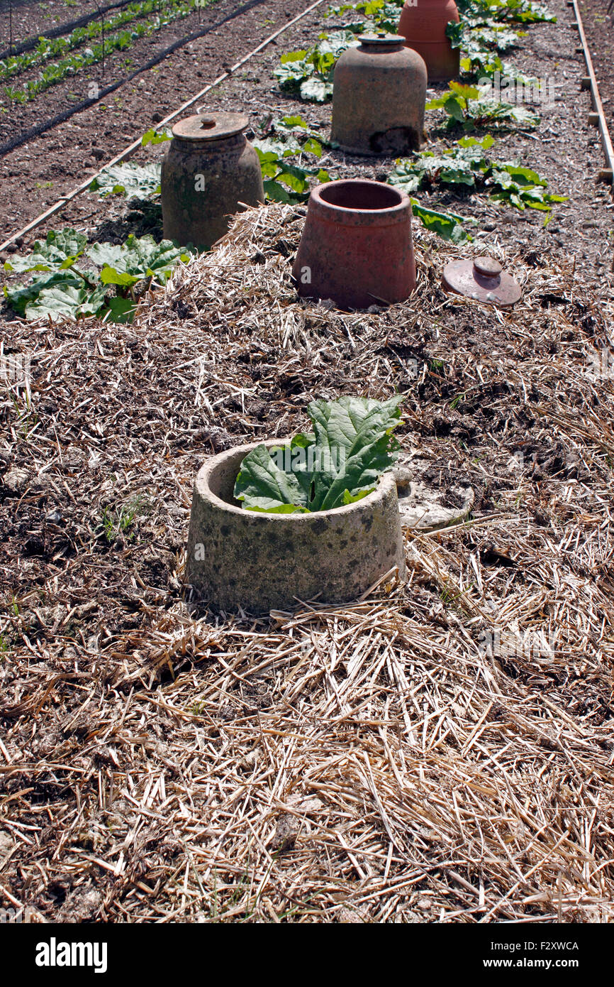 FORCING RHUBARB TIMPERLY EARLY IN A HOT BED. RHEUM CULTORUM. Stock Photo