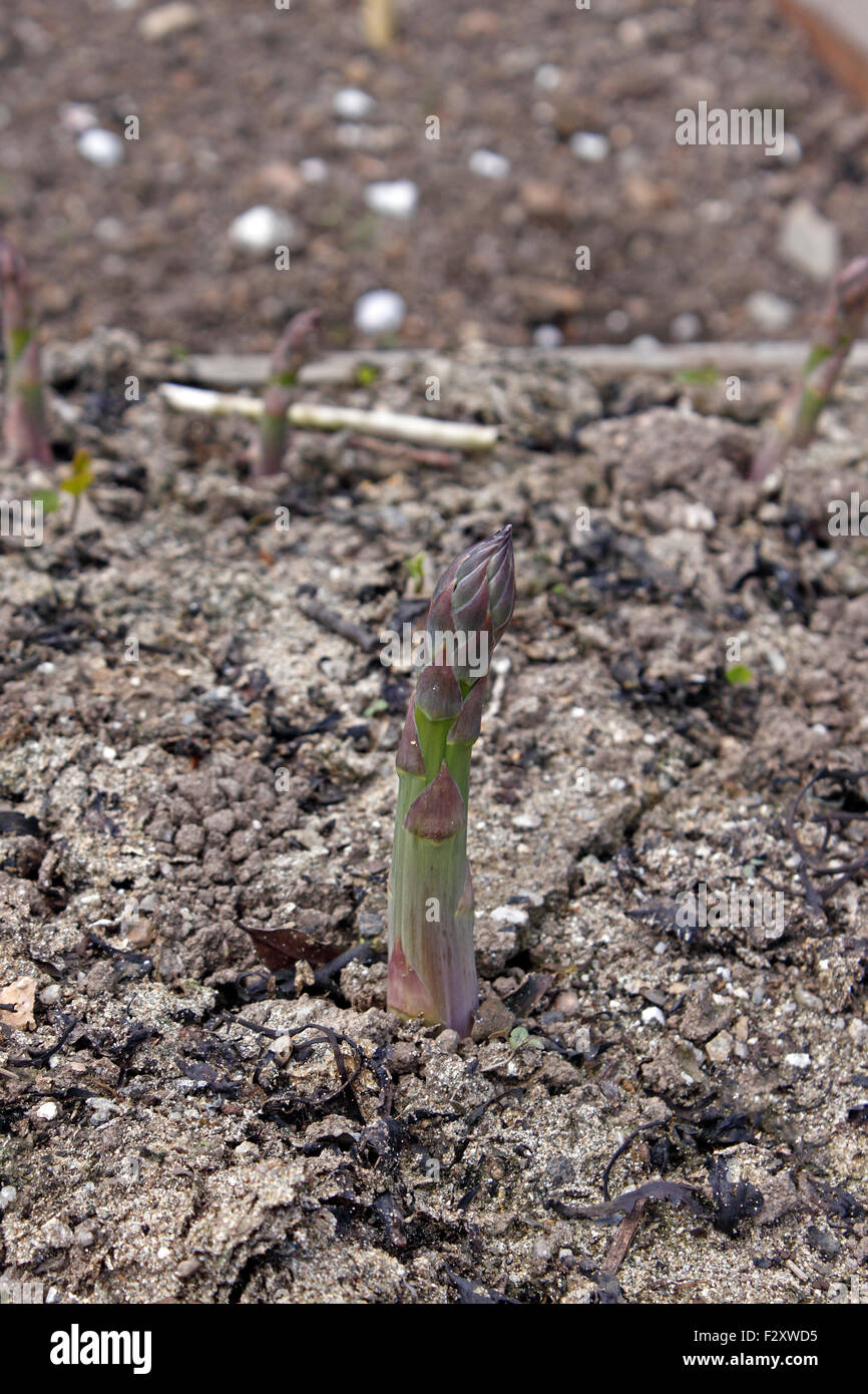 ASPARAGUS OFFICINALIS. ASPARAGUS SPEARS. Stock Photo