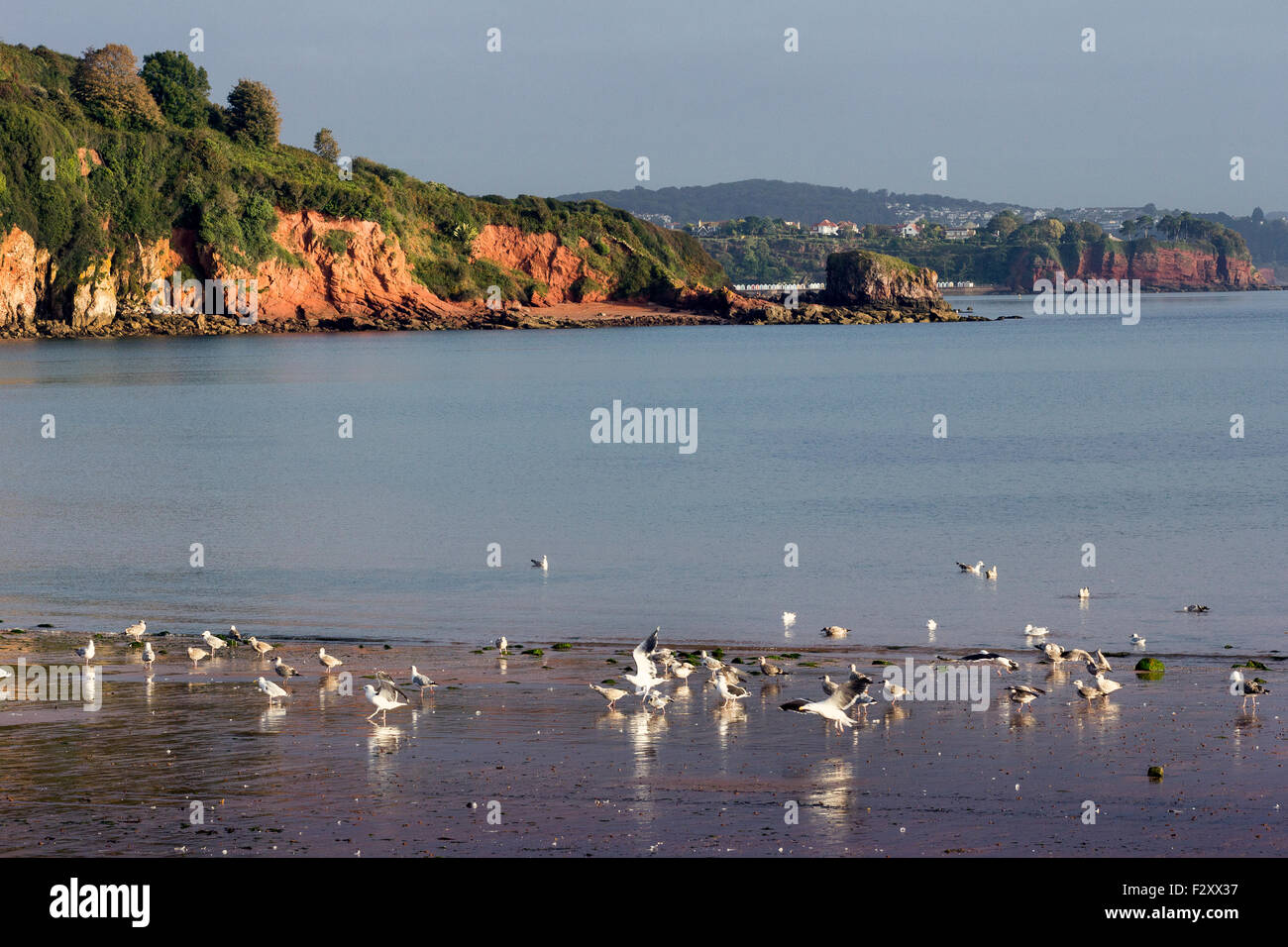 Broadsands paignton hires stock photography and images Alamy