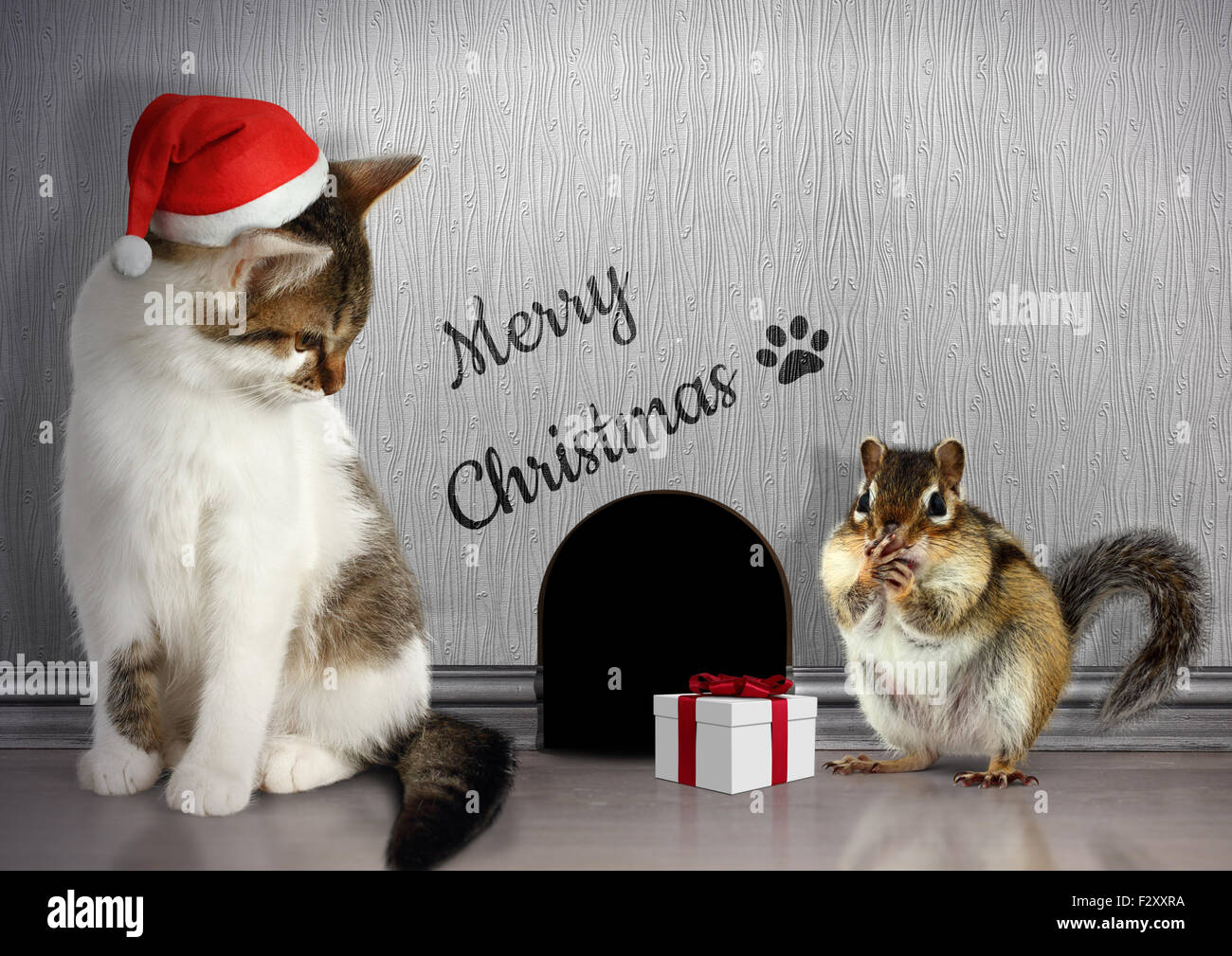 Christmas congratulate concept, Funny cat dressed santa hat and gift Stock Photo